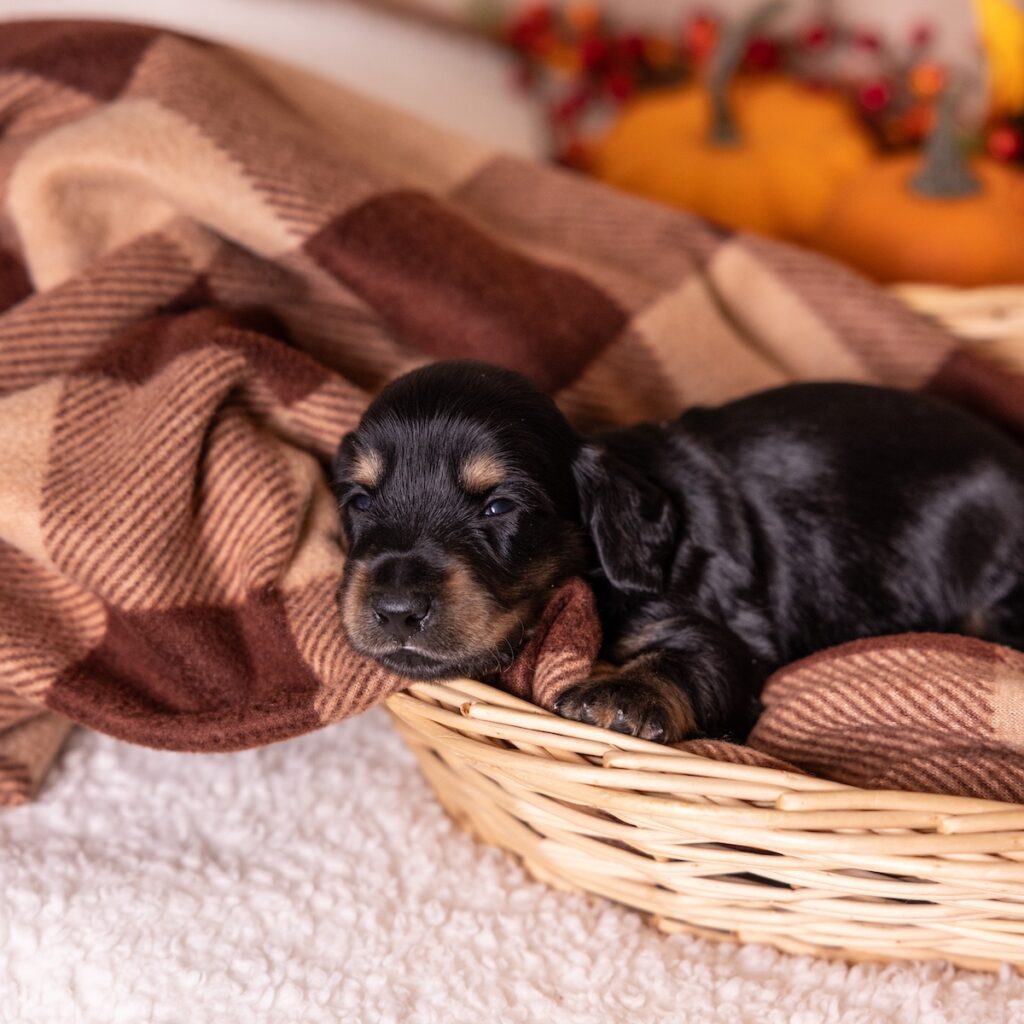 black weenie dog