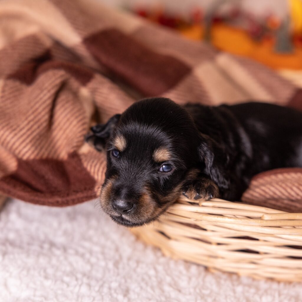 black weenie dog for sale