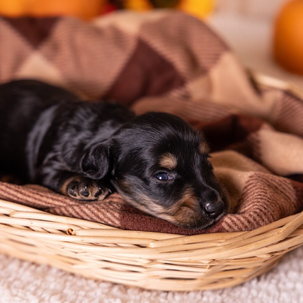 black weenie dog for sale near dc
