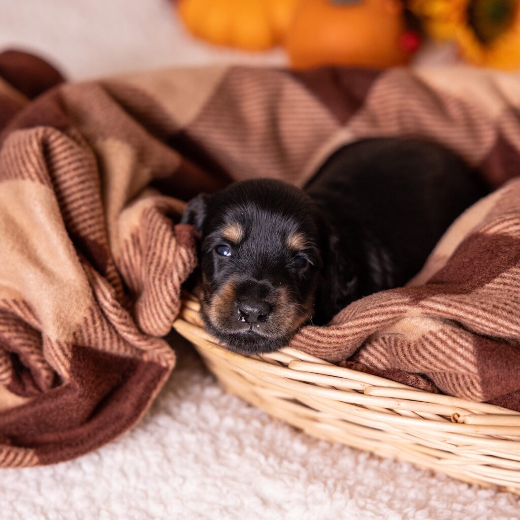 black weenie dog for sale near ny