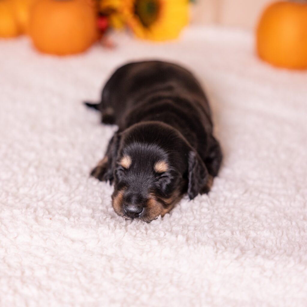 black weenie dog for sale pa