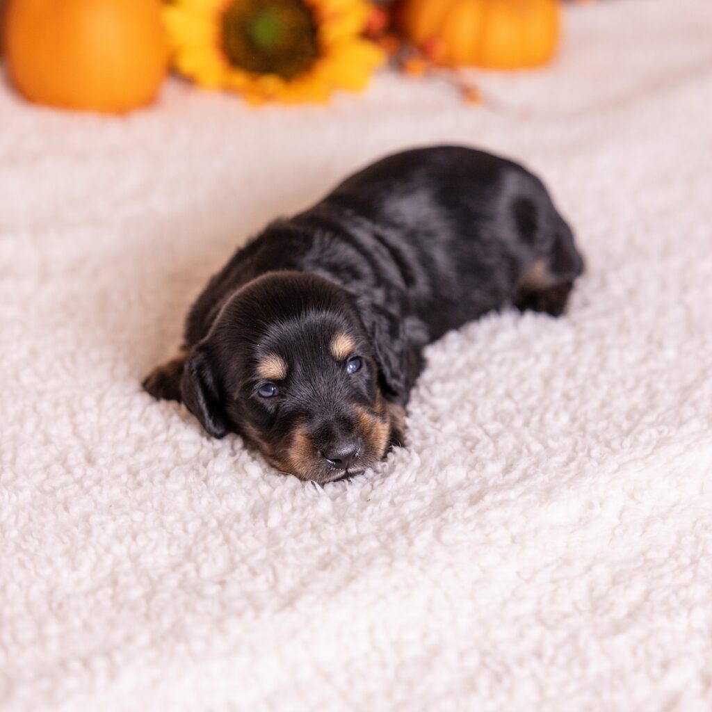 black weenie dog puppies
