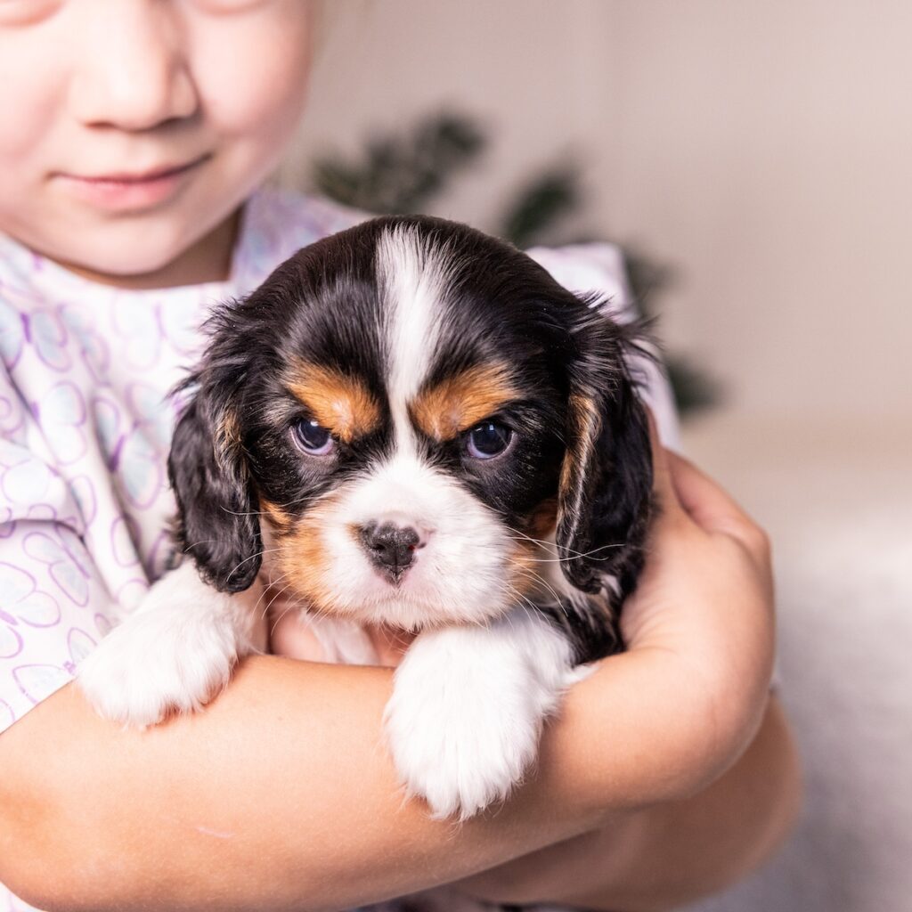 cavalier king charles spaniel tri color