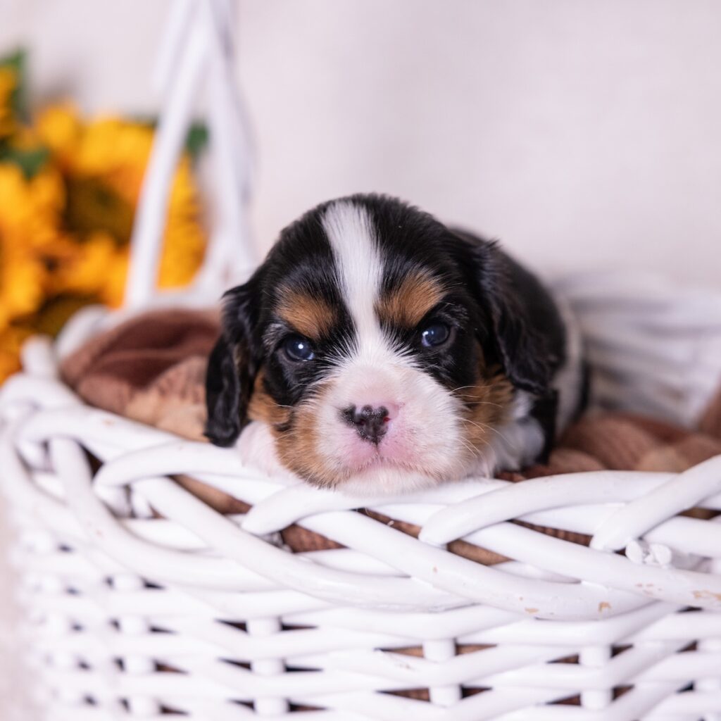 cavalier king charles spaniel tri color