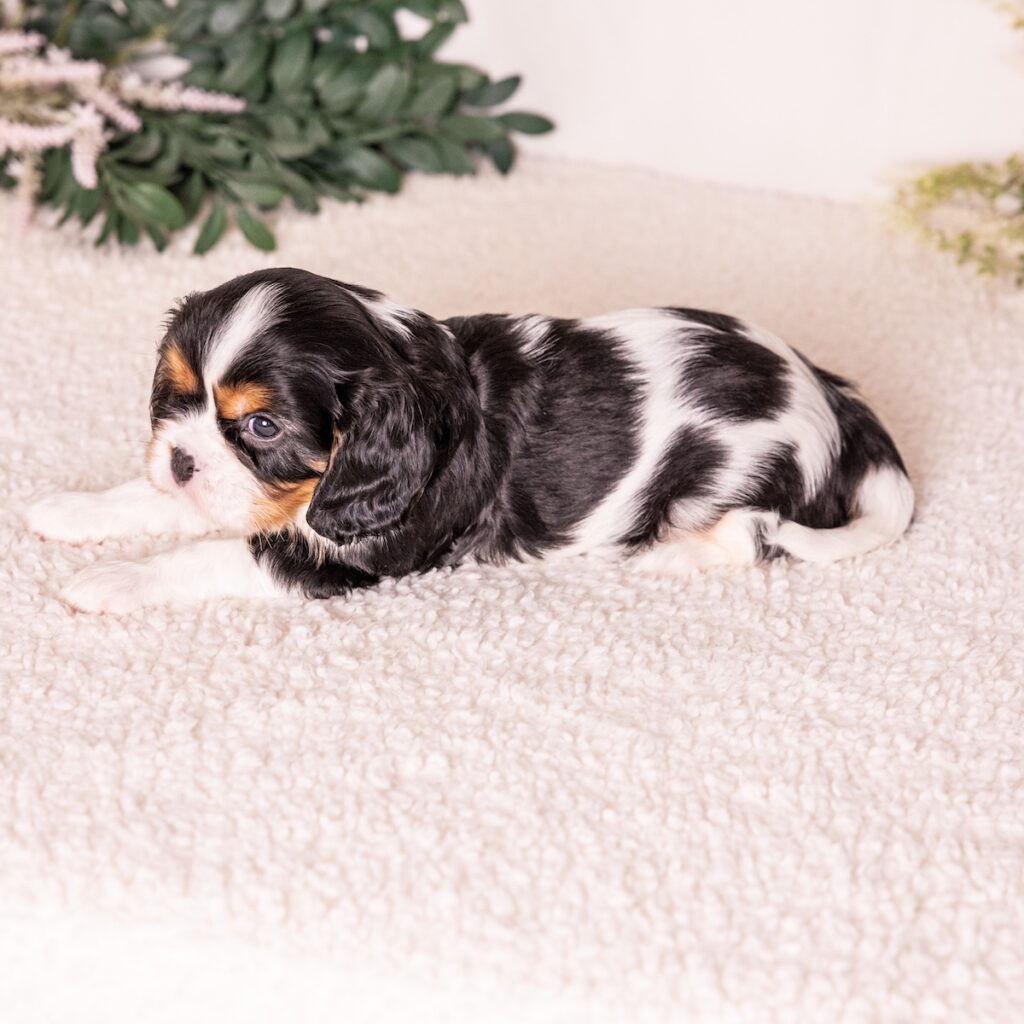 cavalier king charles spaniel tri color for sale