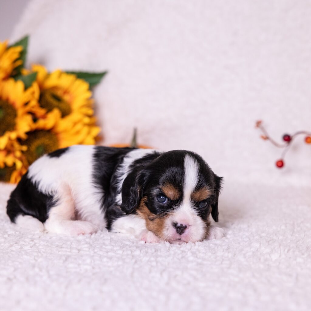 cavalier king charles spaniel tri color for sale