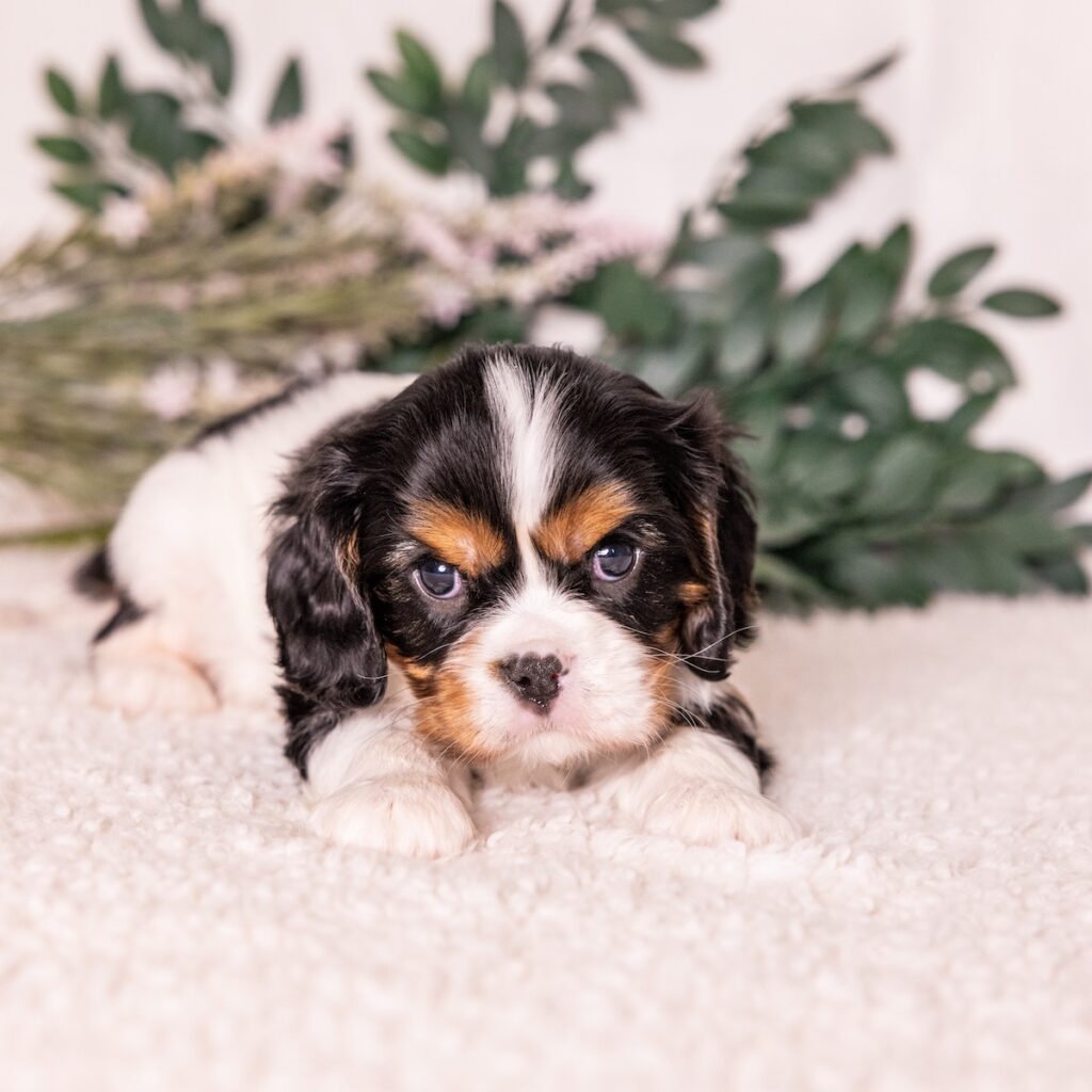 cavalier king charles spaniel tri color for sale near me