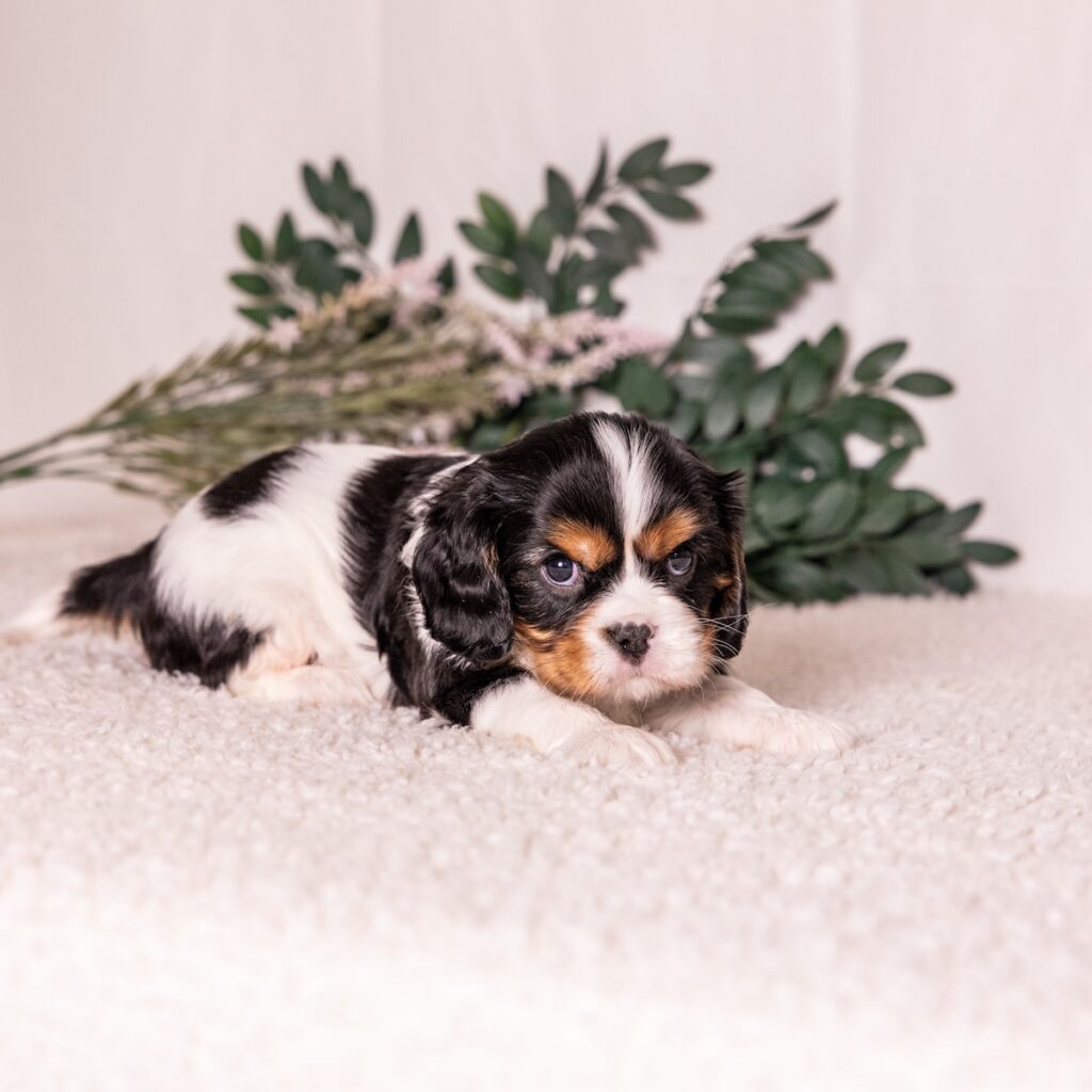 cavalier king charles spaniel tri color for sale near ny