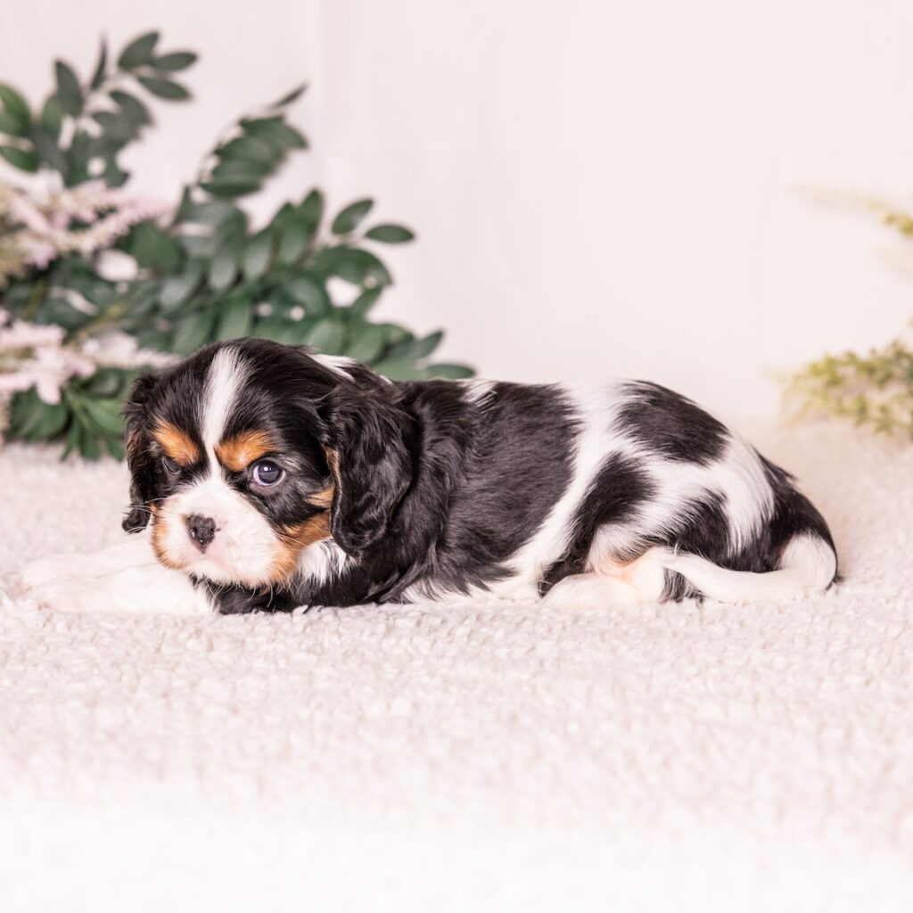 cavalier king charles spaniel tri color for sale pa