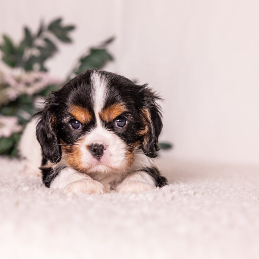 cavalier king charles spaniel tri color puppy