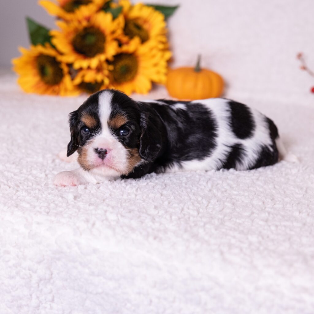 cavalier king charles spaniel tri color puppy