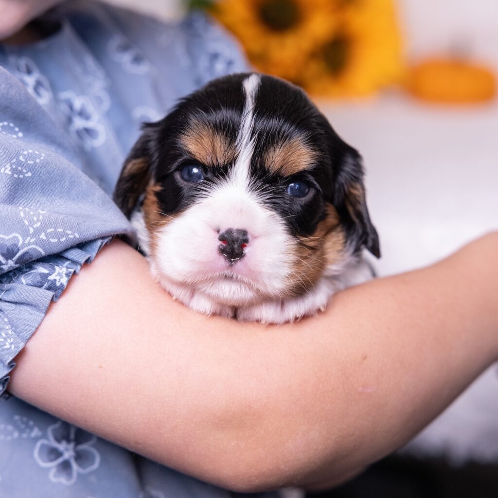 cavalier king charles spaniel tricolor