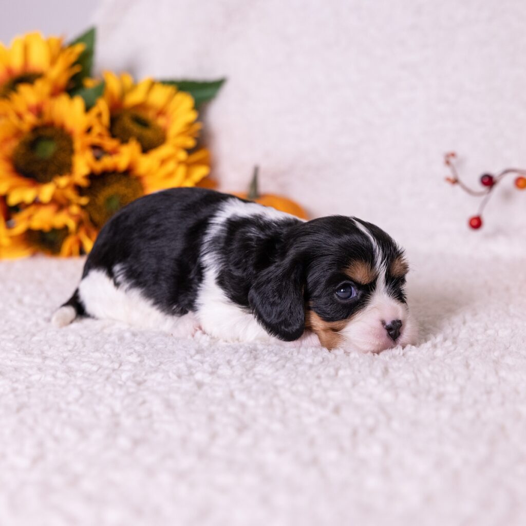 cavalier king charles spaniel tricolor for sale pa