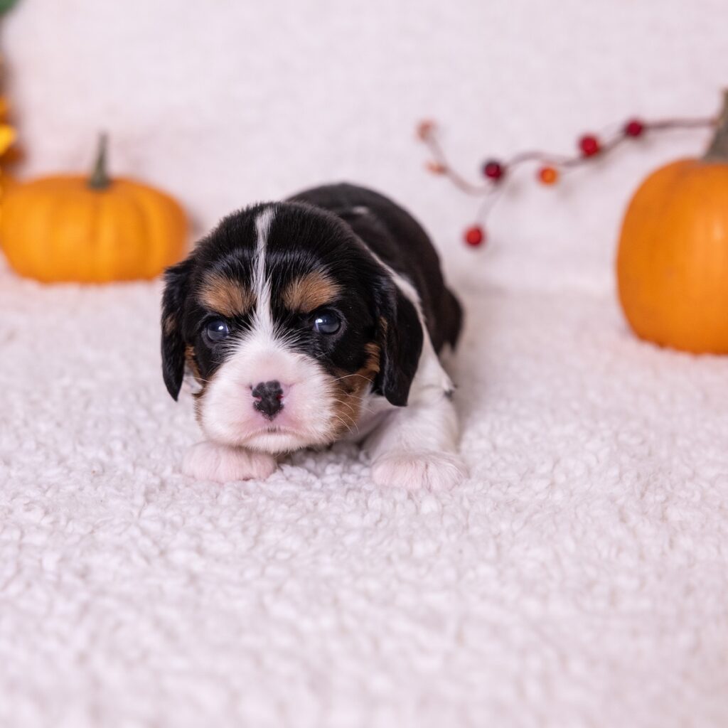 cavalier king charles spaniel tricolor puppies