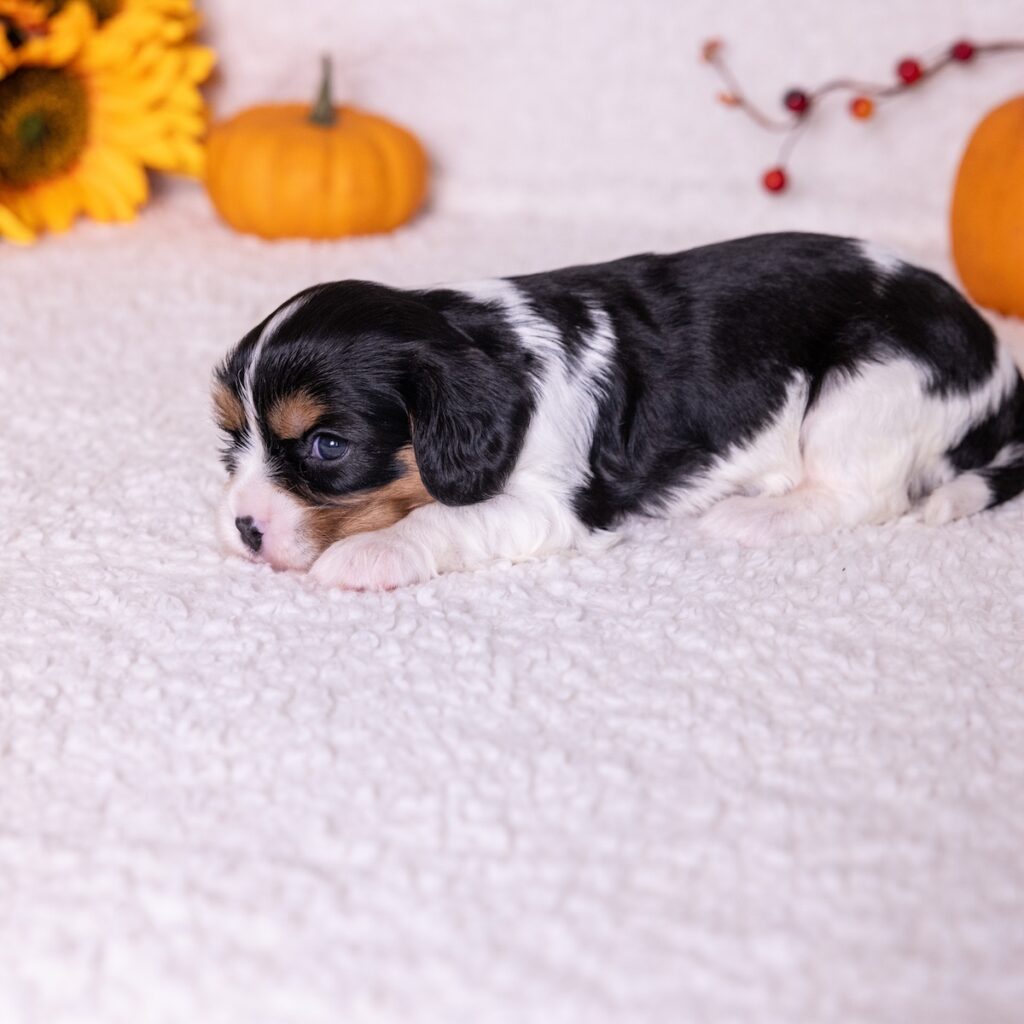 cavalier king charles spaniel tricolor puppies for sale