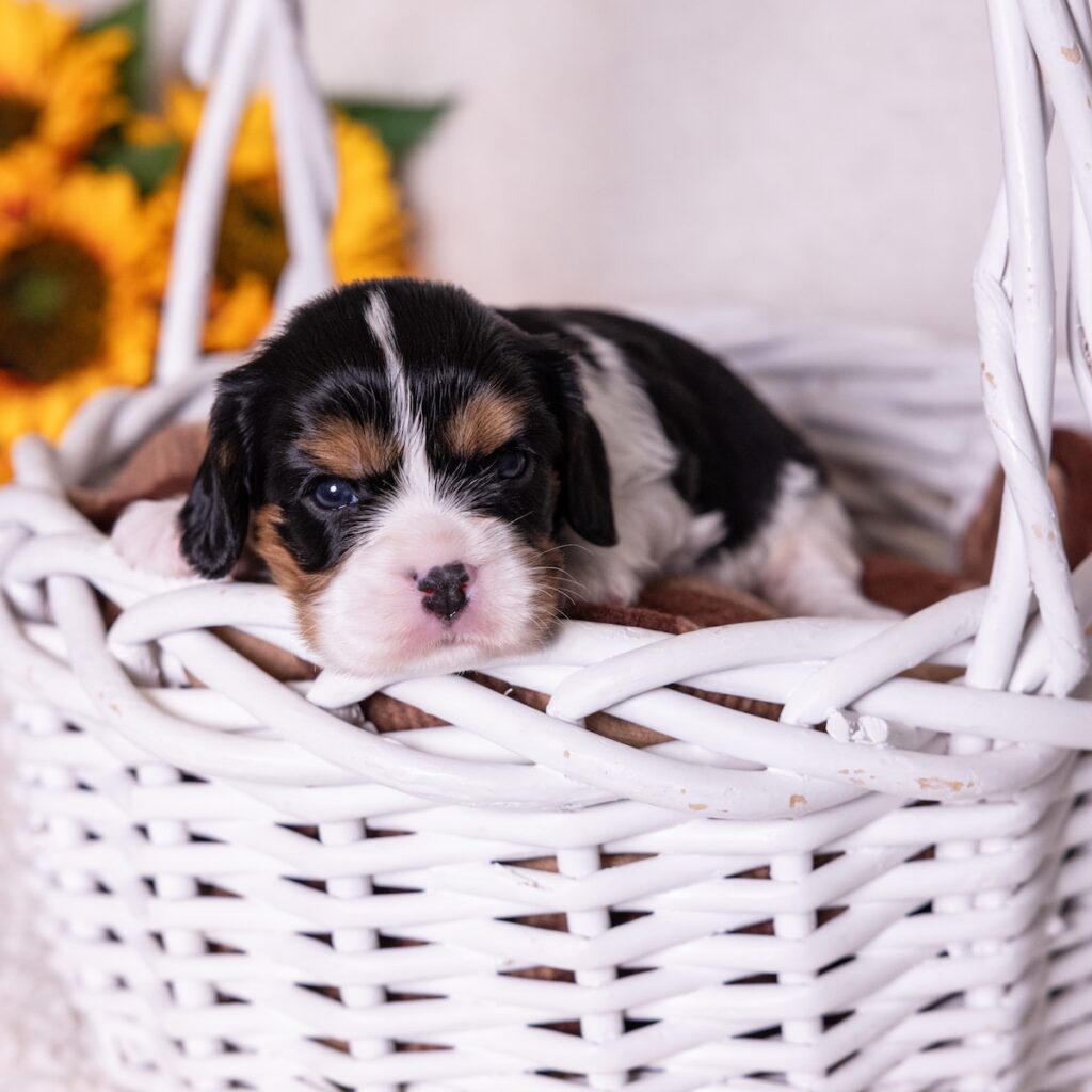 cavalier king charles spaniel tricolor puppy