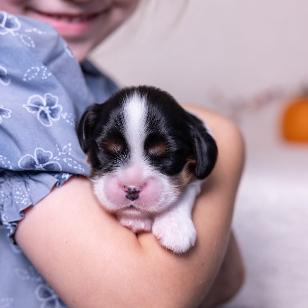 cavalier tri color puppies