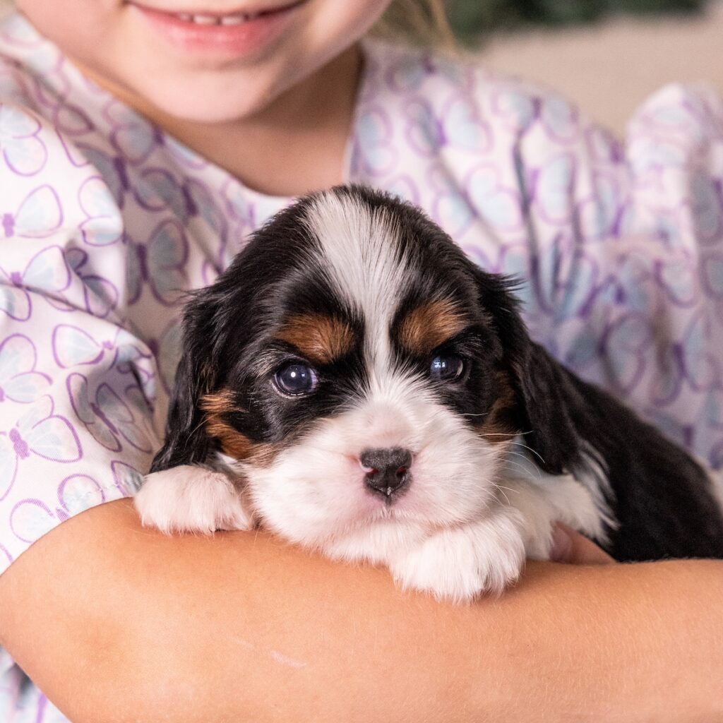 cavalier tri color puppies for sale