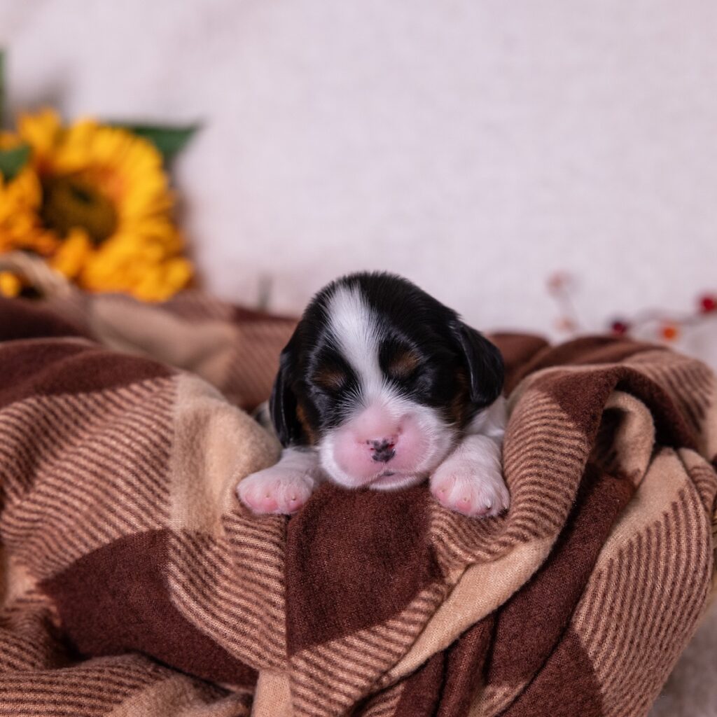 cavalier tri color puppies for sale