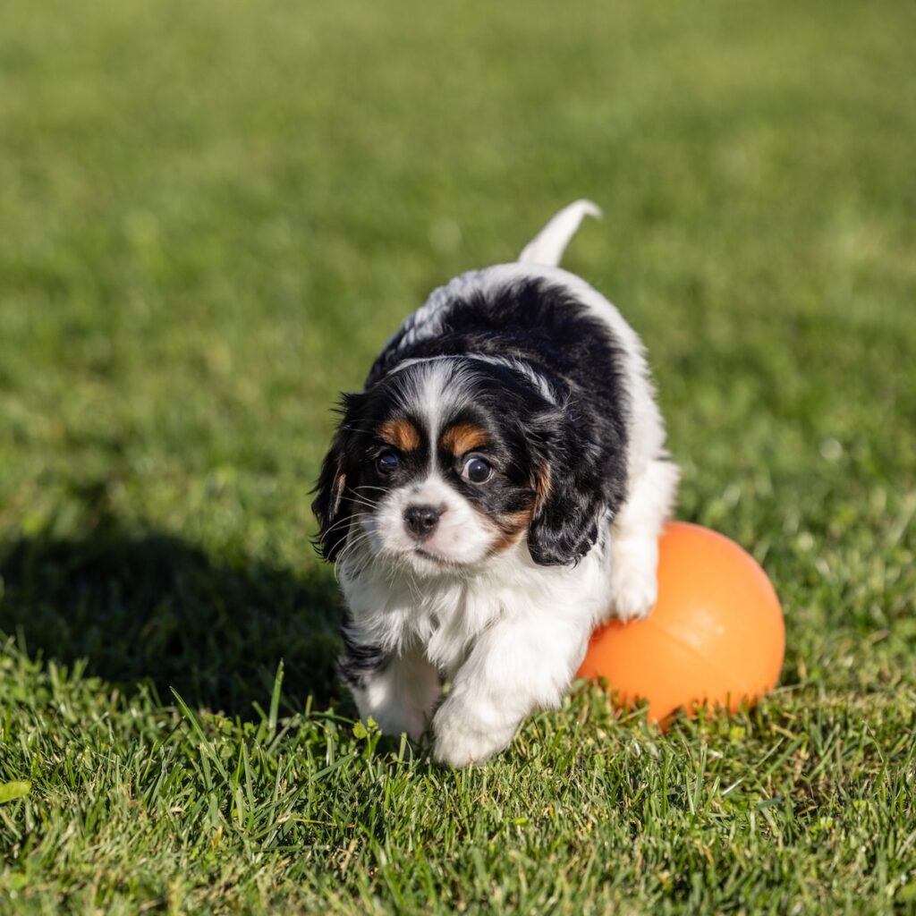 cavalier tri color puppies for sale