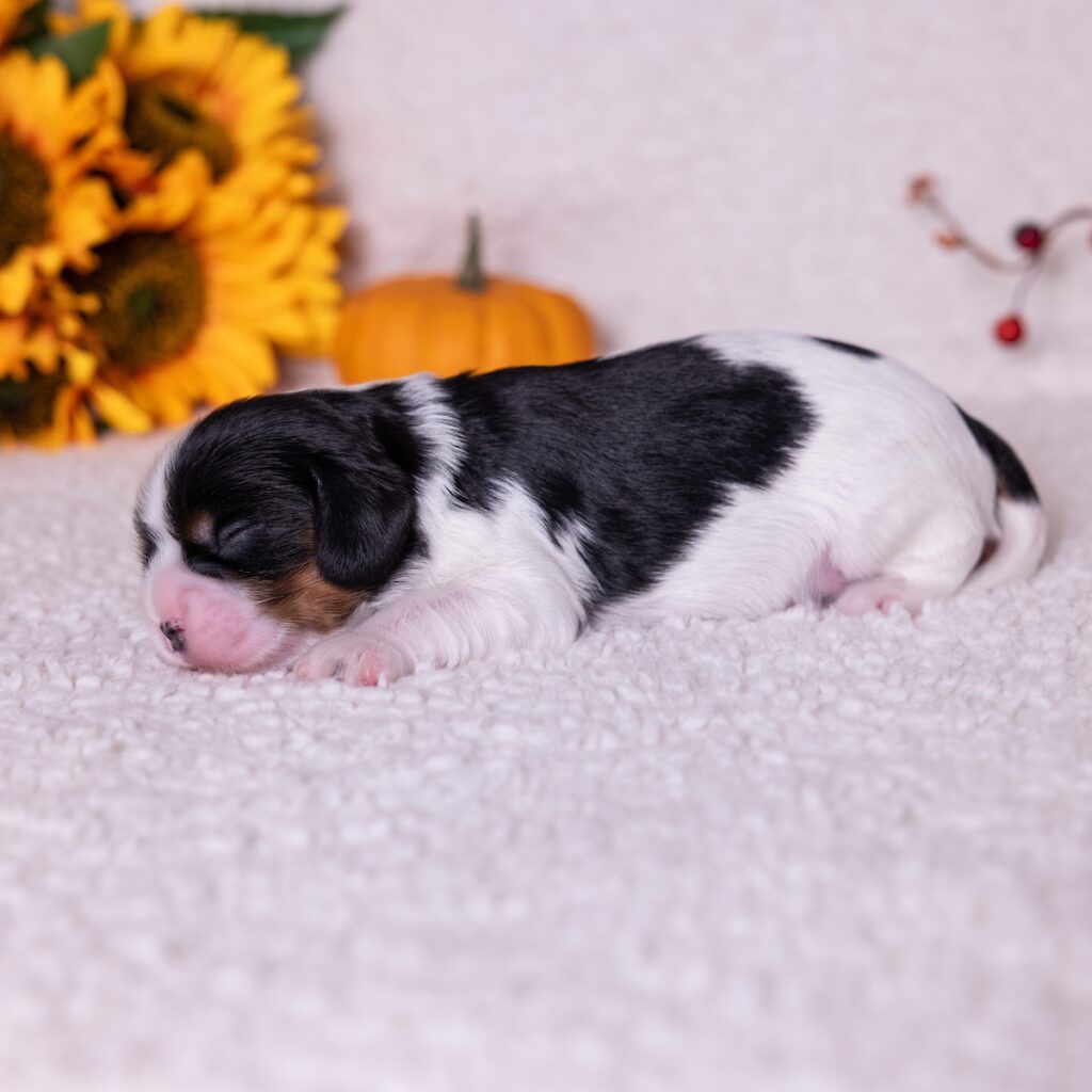 cavalier tri color puppies for sale near dc