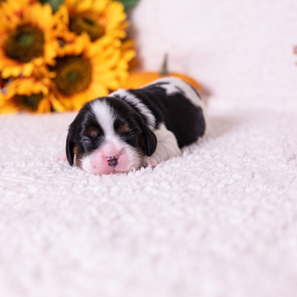 cavalier tri color puppies for sale near md