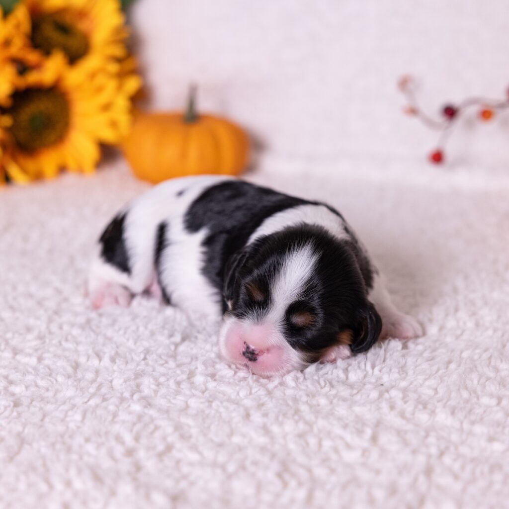 cavalier tri color puppies for sale near me