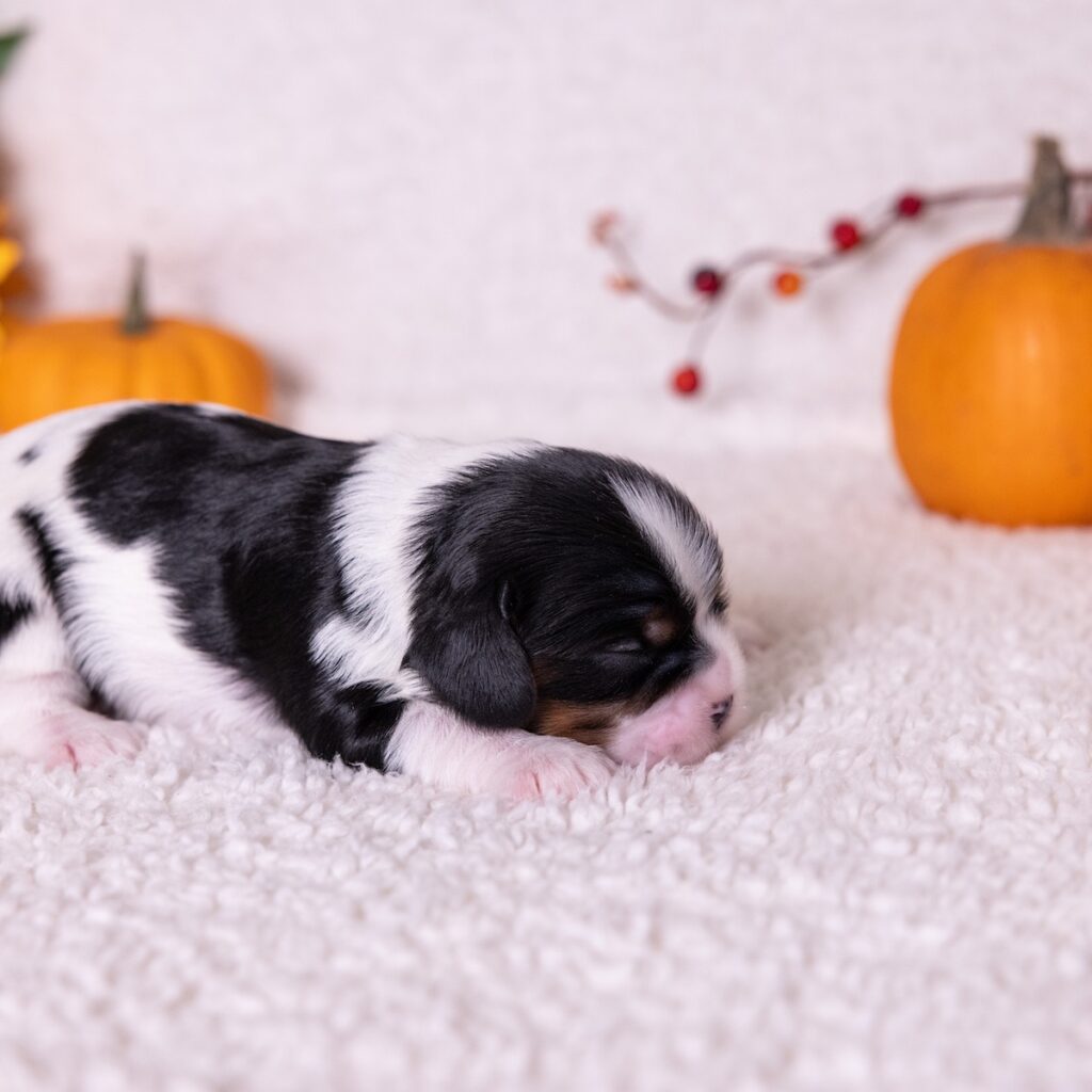 cavalier tri color puppies for sale near nj