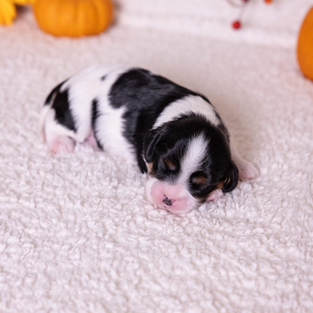 cavalier tri color puppies for sale near ny