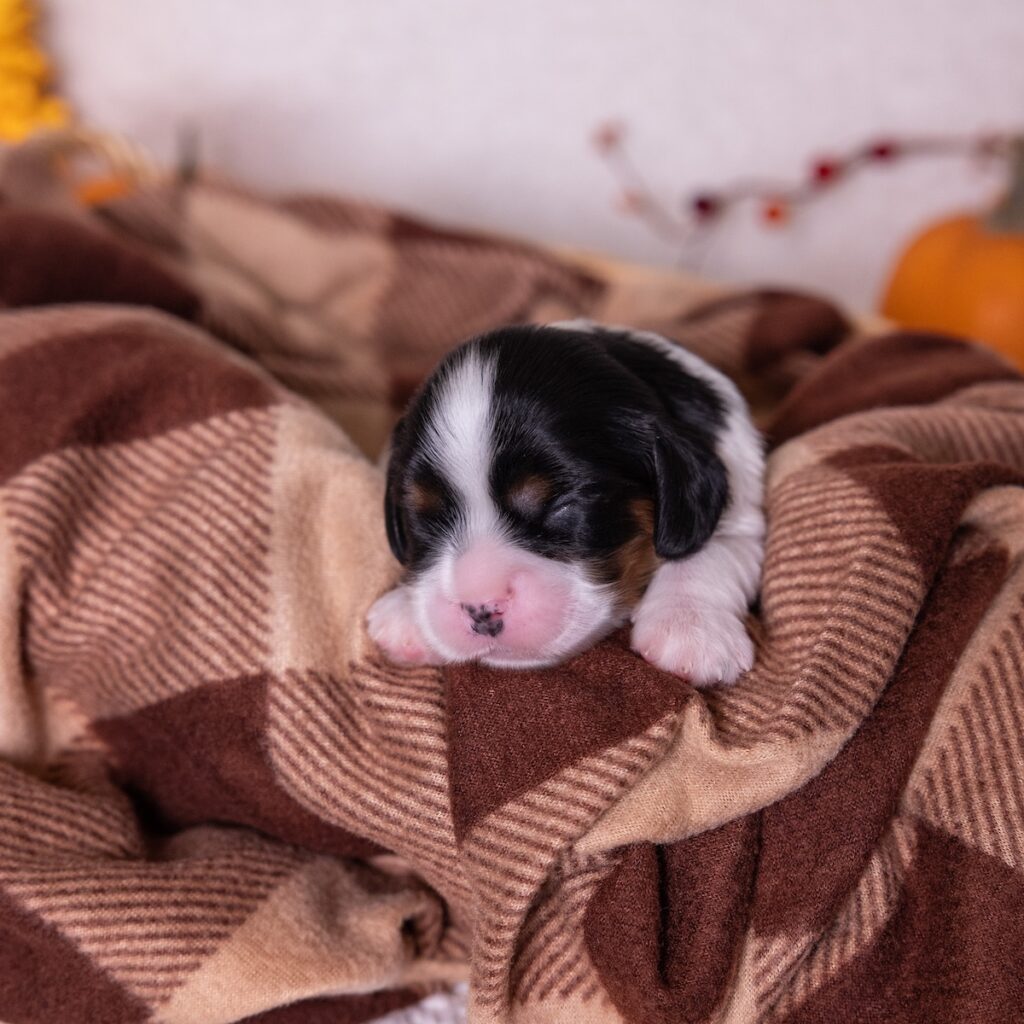 cavalier tri color puppies pa