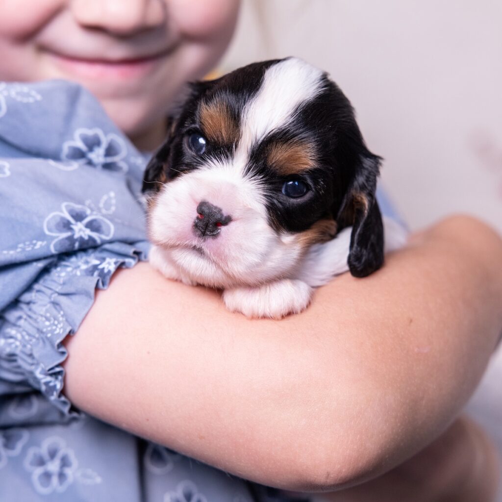 cavalier tricolor