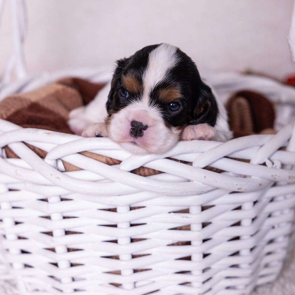 cavalier tricolor for sale