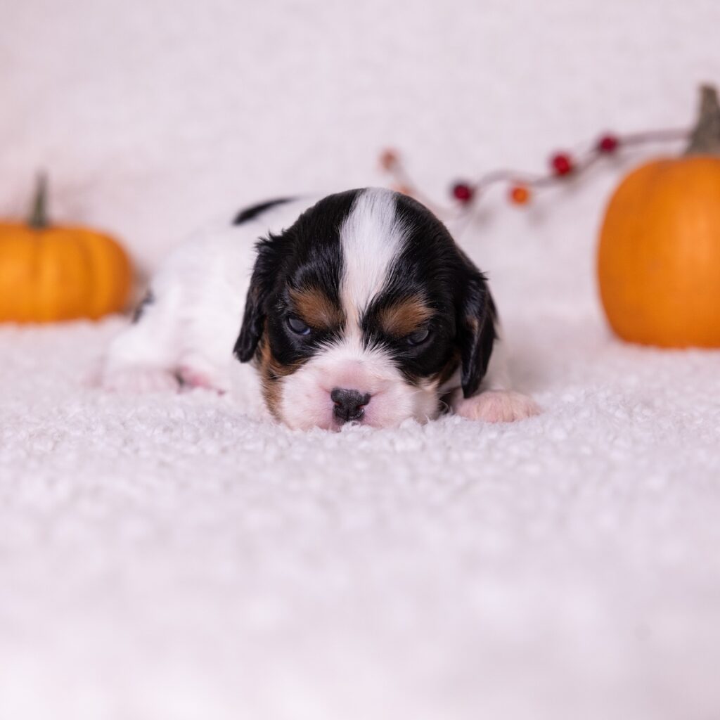 cavalier tricolor for sale near me