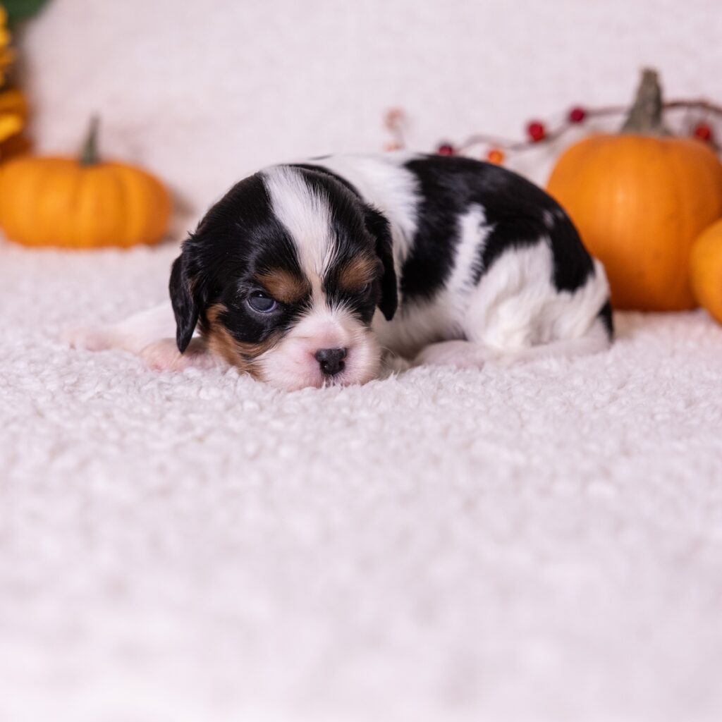 cavalier tricolor for sale pa