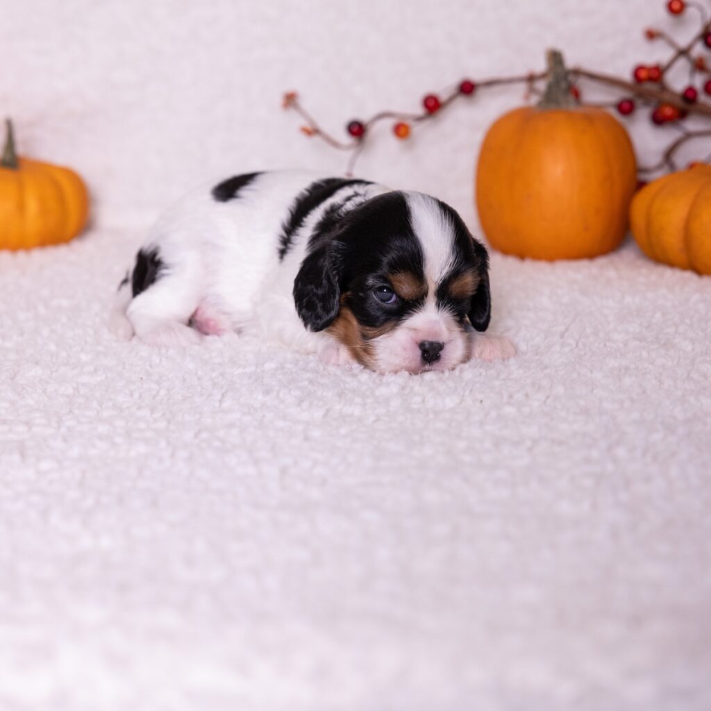 cavalier tricolor puppies near me pa