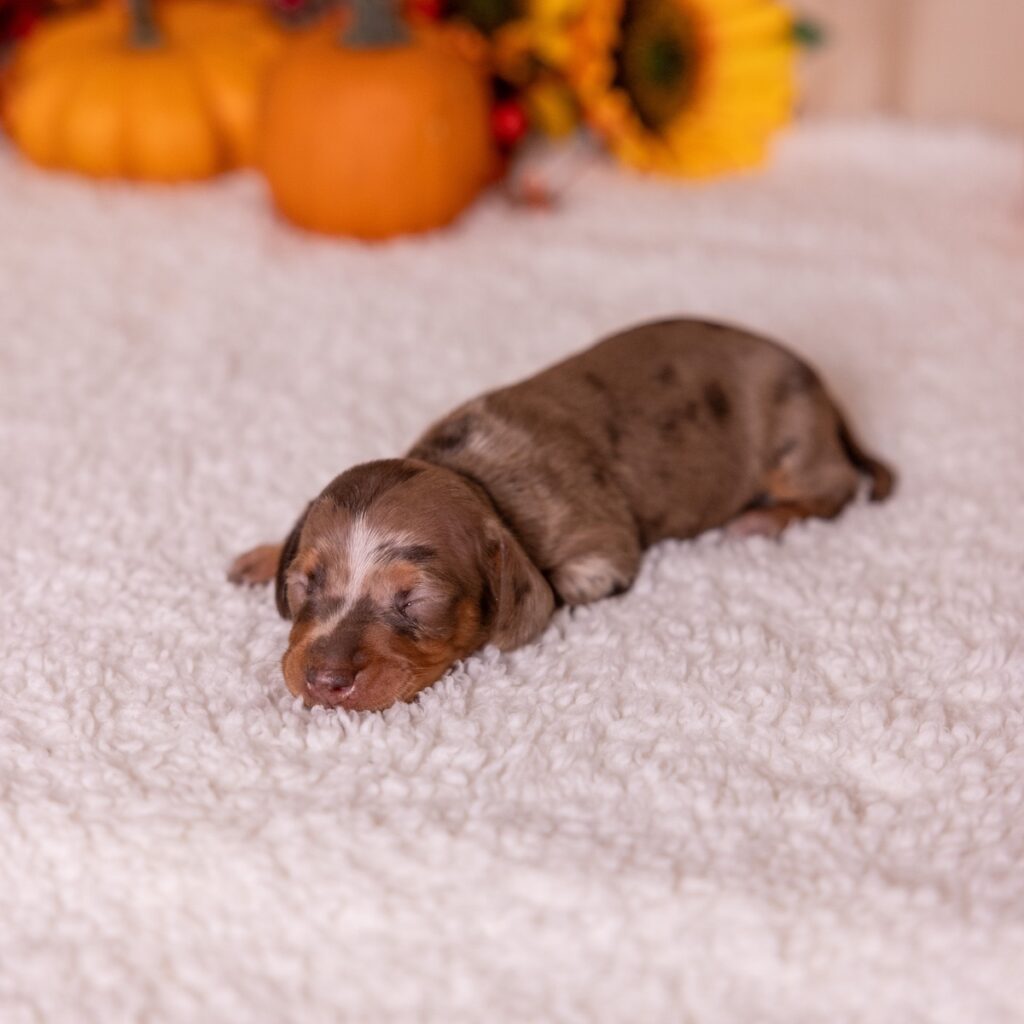 chocolate and tan dapple dachshund