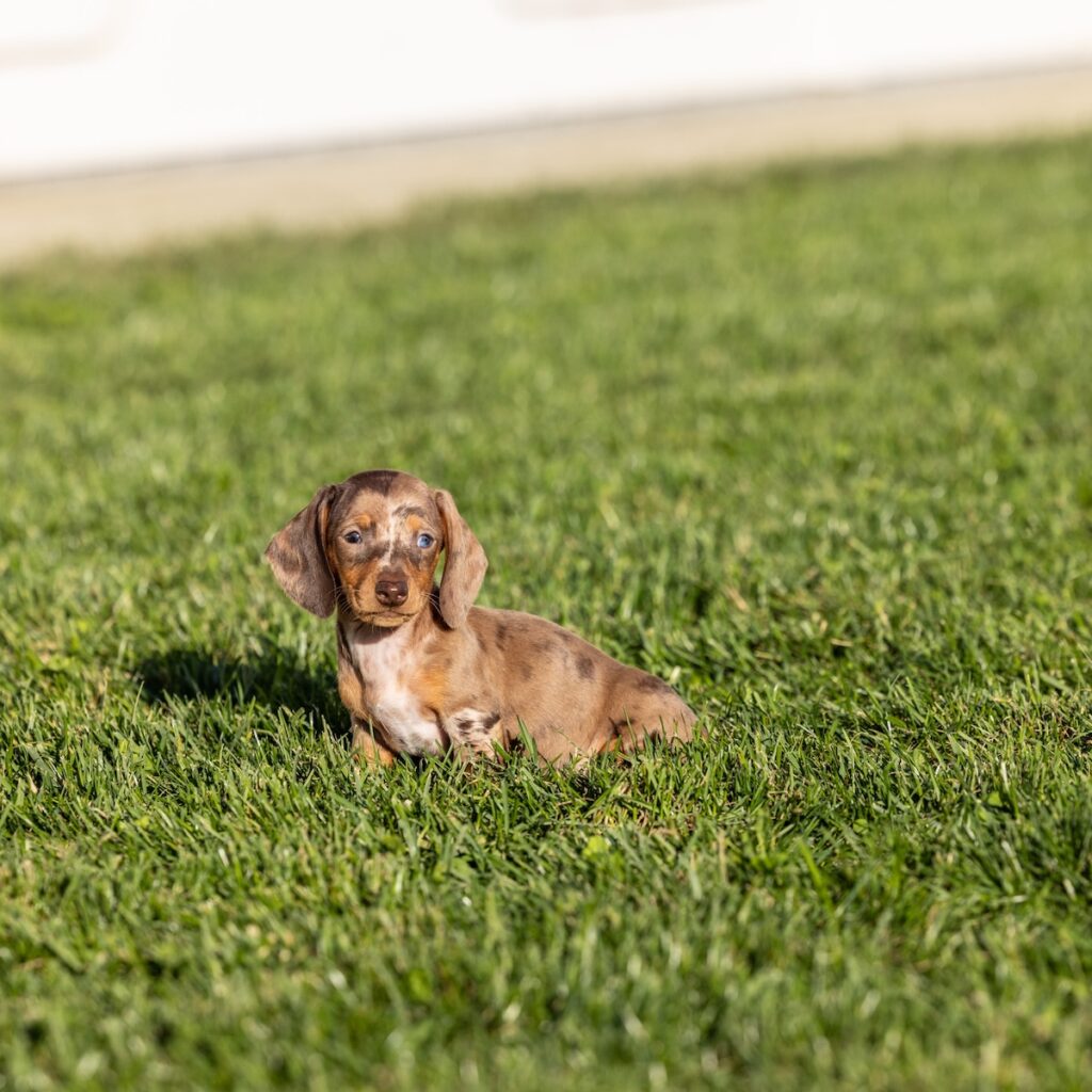 chocolate and tan dapple dachshund