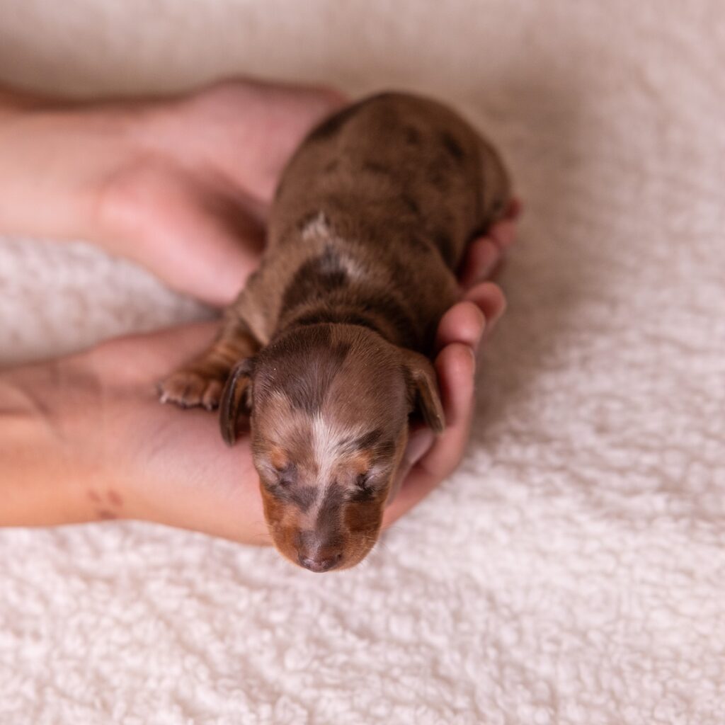 chocolate and tan dapple dachshund for sale
