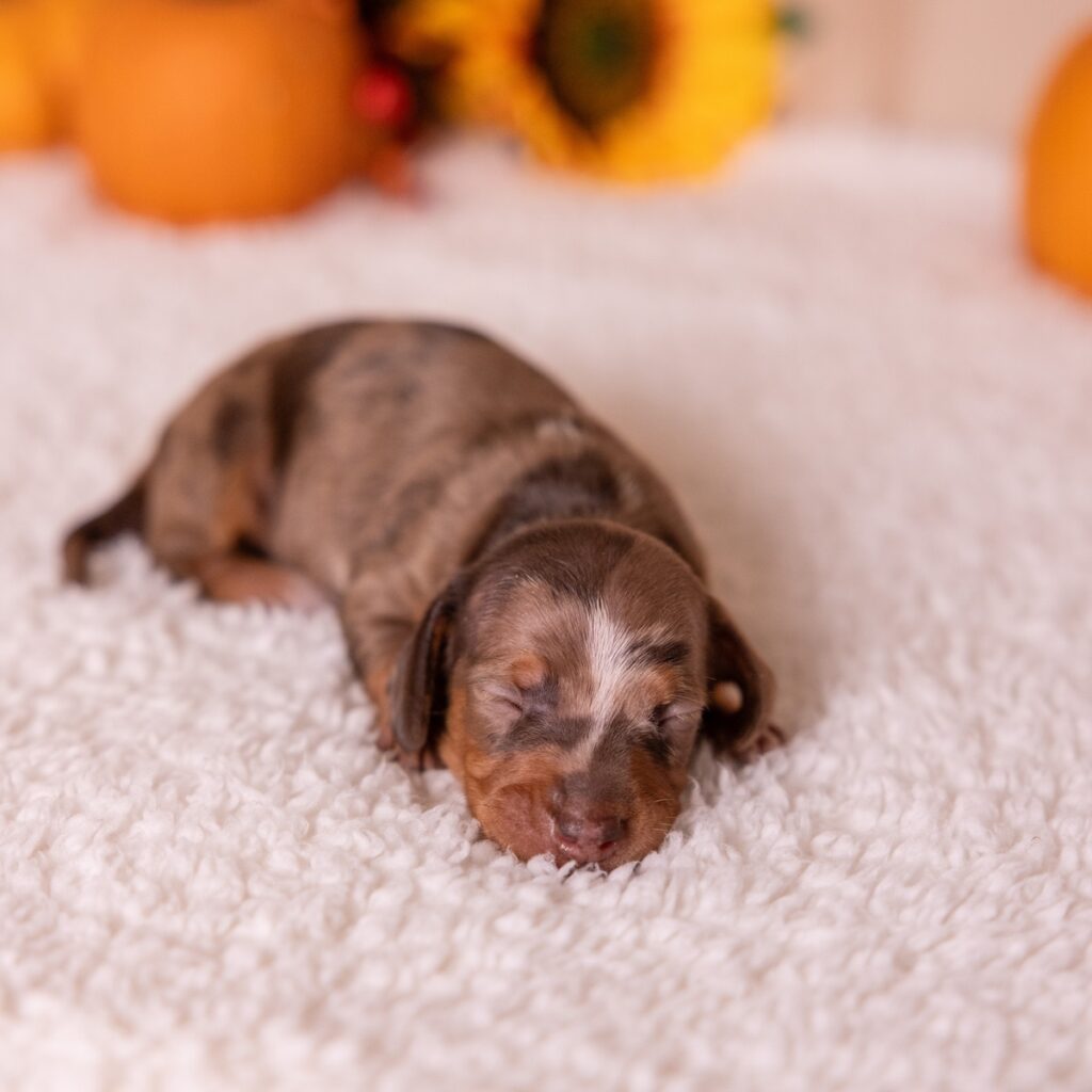 chocolate and tan dapple dachshund for sale near nj