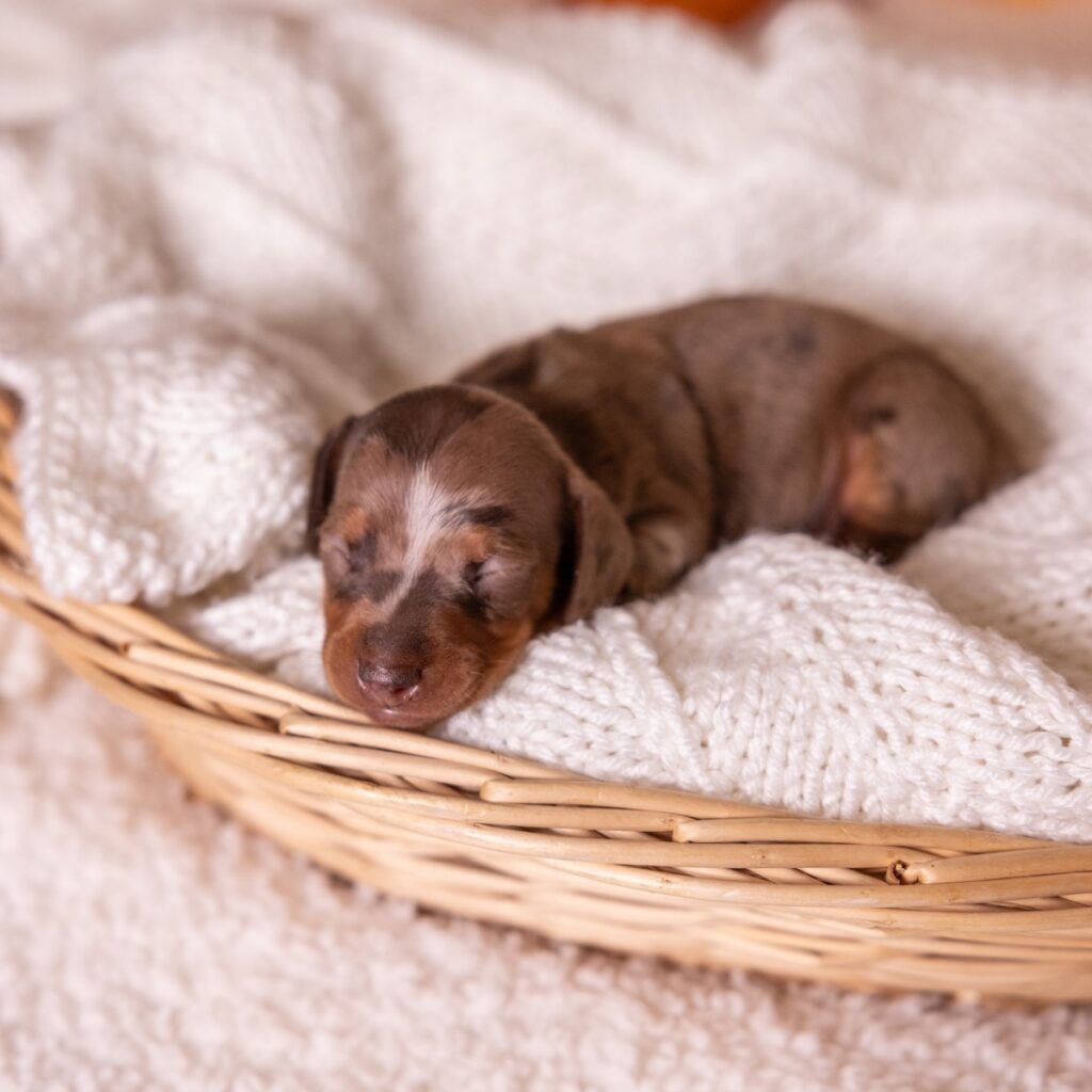 chocolate and tan dapple dachshund for sale near ny