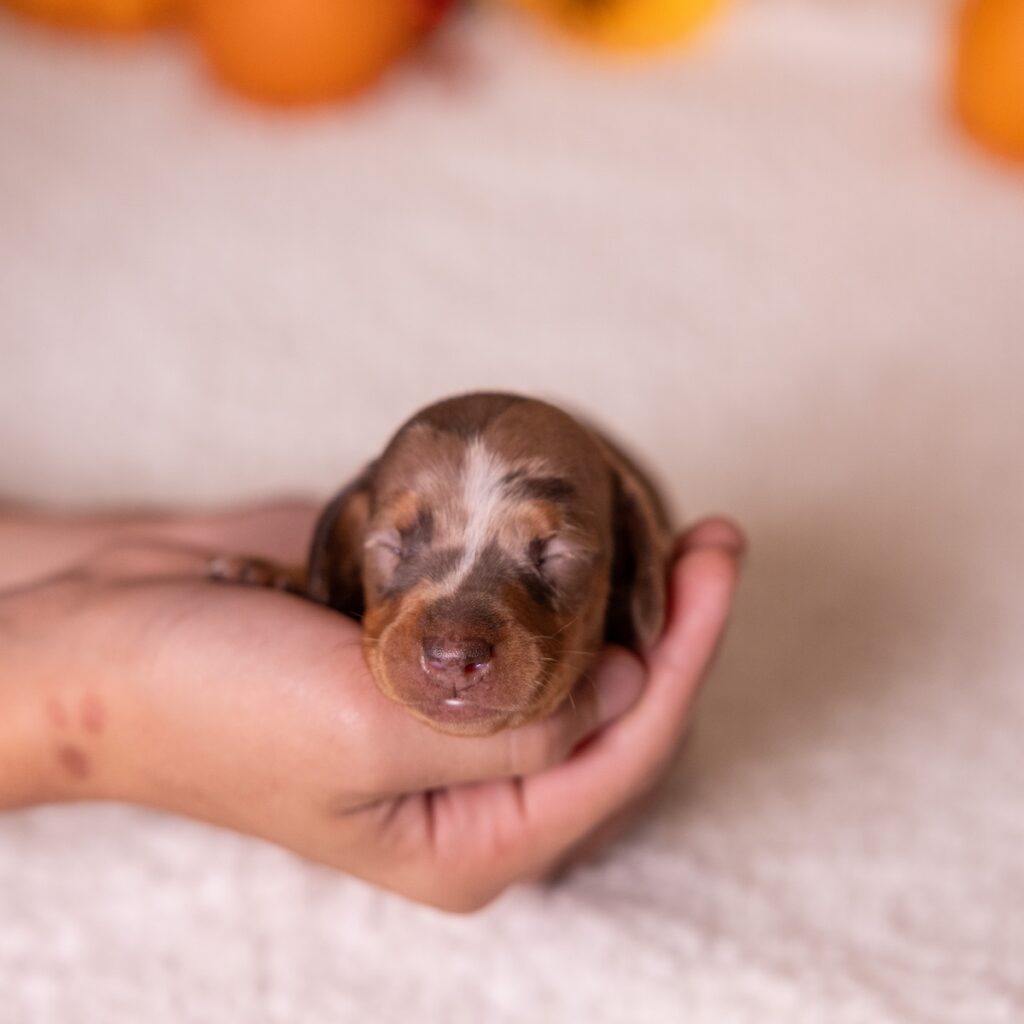 chocolate and tan dapple dachshund for sale pa