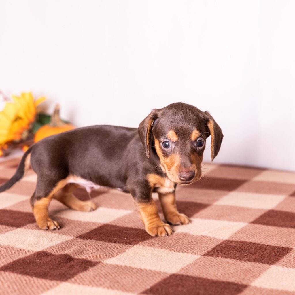 chocolate and tan mini dachshund