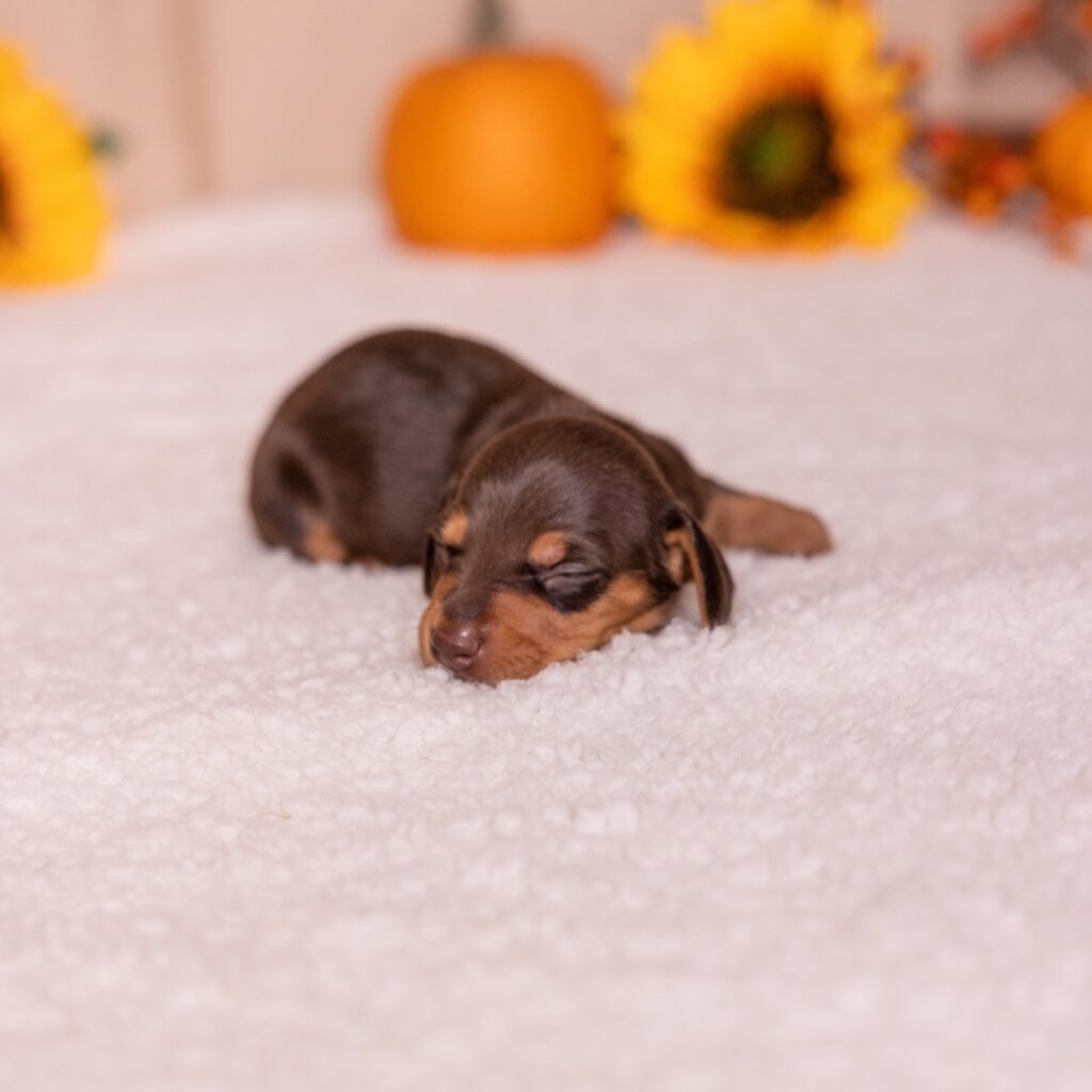 chocolate and tan mini dachshund