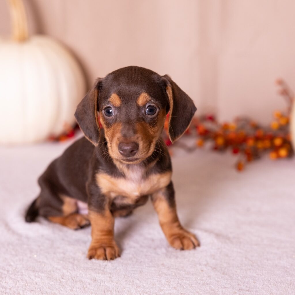 chocolate and tan mini dachshund