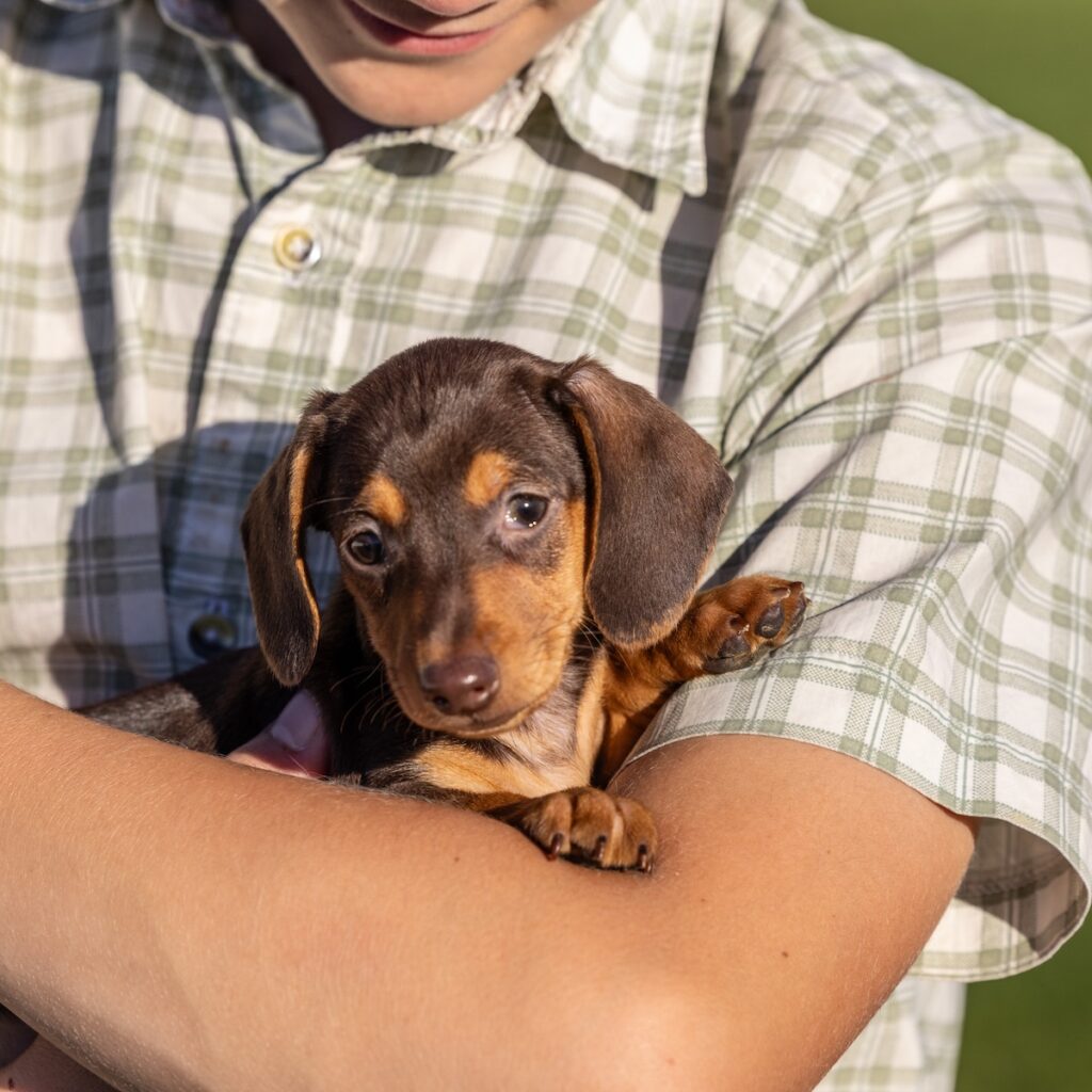 chocolate and tan mini dachshund