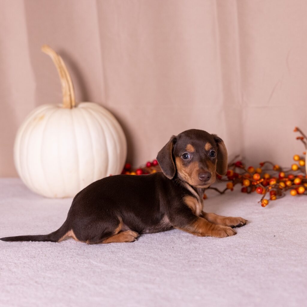 chocolate and tan mini dachshund for sale