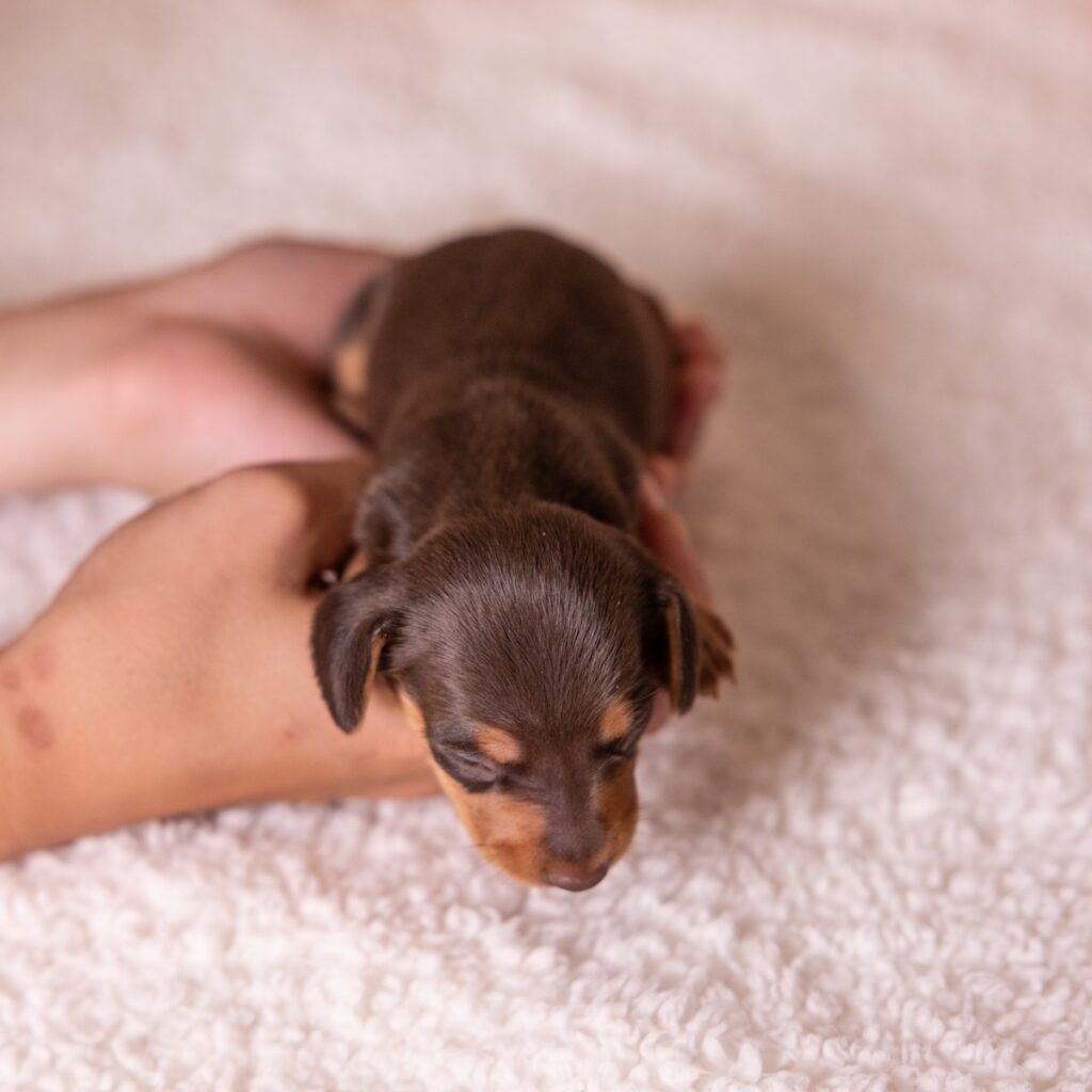 chocolate and tan mini dachshund for sale