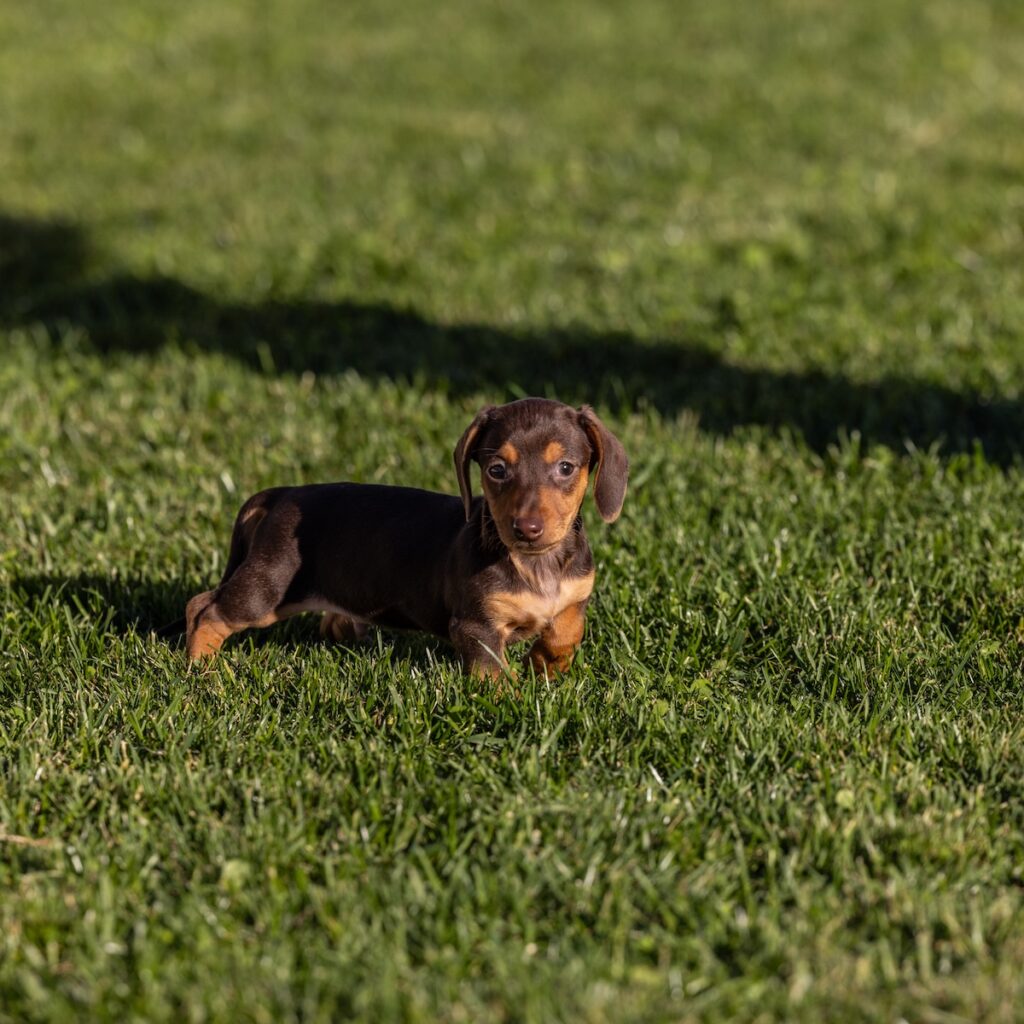 chocolate and tan mini dachshund for sale