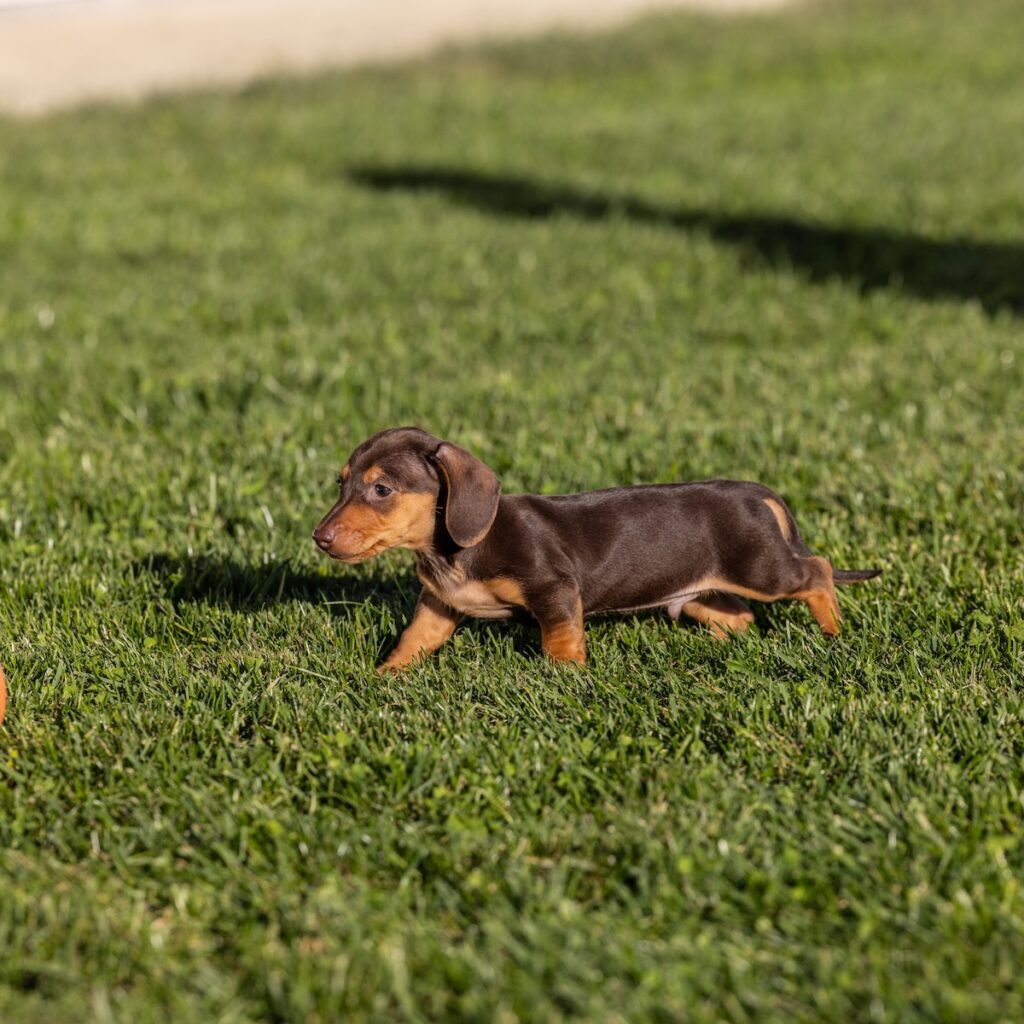 chocolate and tan mini dachshund for sale near me
