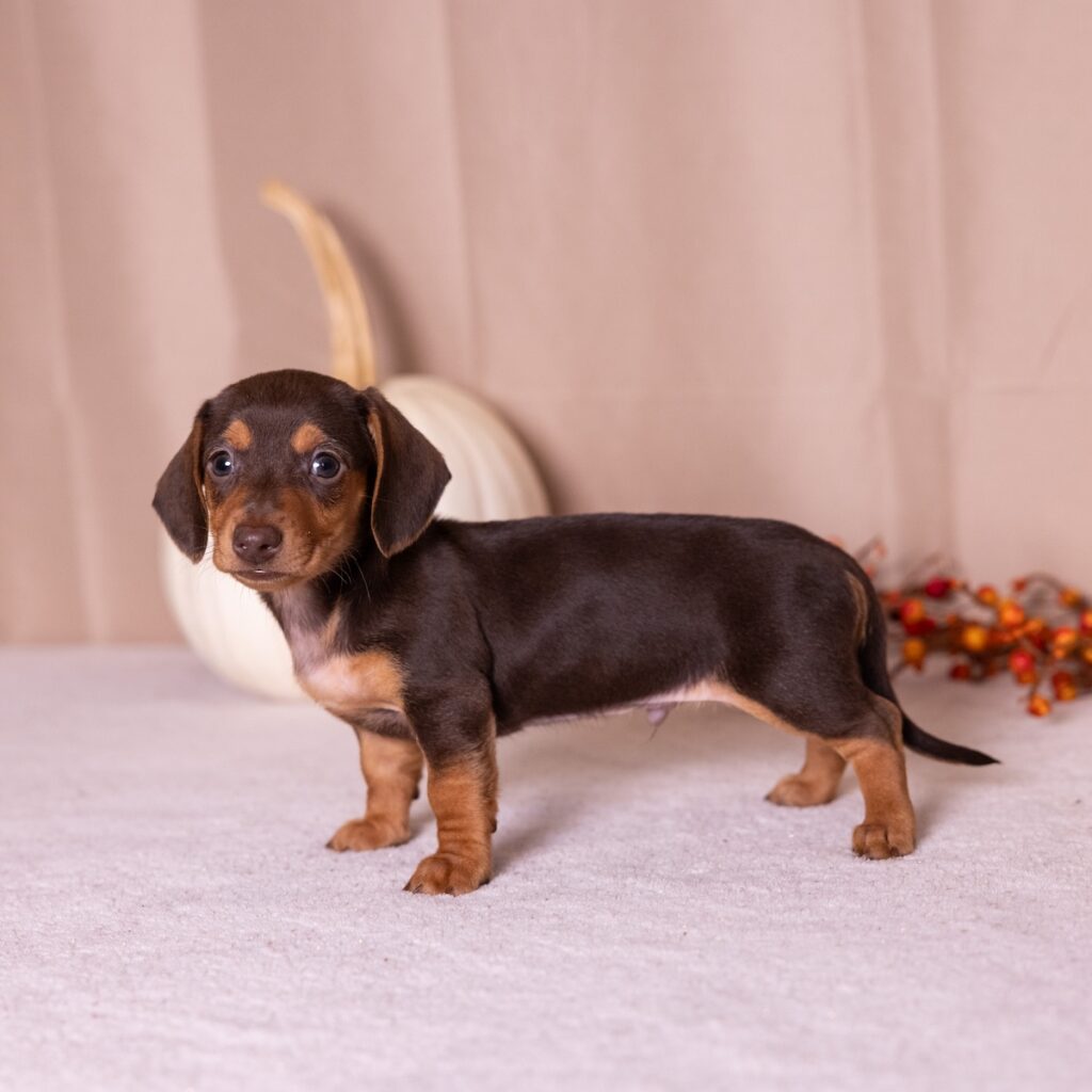chocolate and tan mini dachshund for sale near me